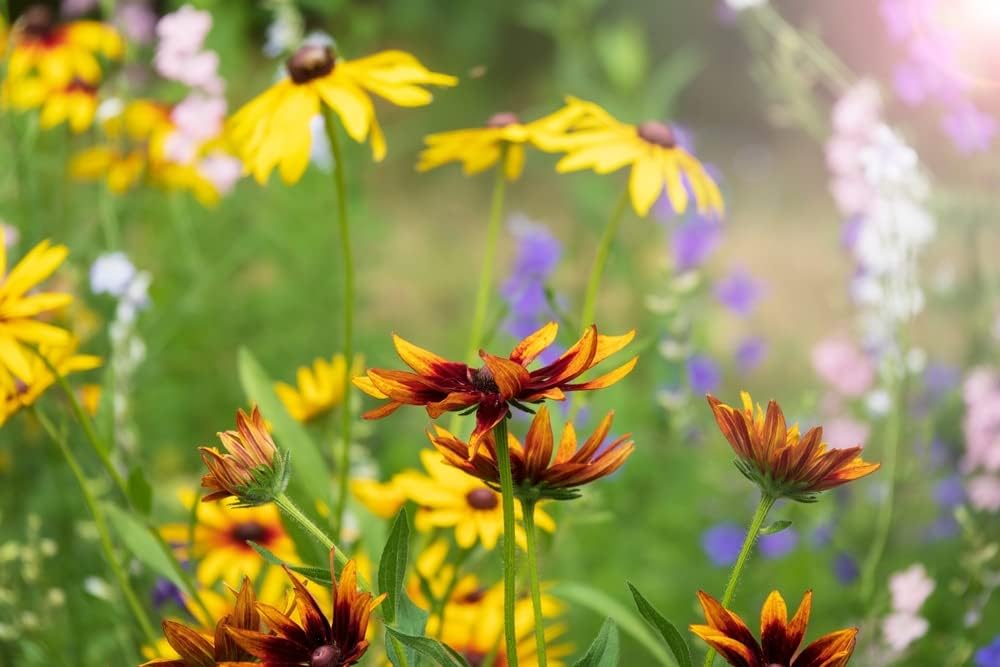 Perennial Wildflower Mix, 600+ Flower Seeds Per Packet, (Isla's Garden Seeds), Blend of 17 Various Perennial Wildflowers, Non GMO & Heirloom Seeds