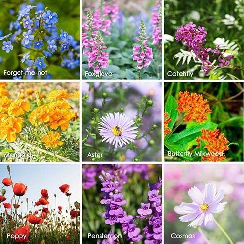Sow in Fall! Wildflower Seed Mix,Mixed Wildflower Seeds Attract Bees,Attract Butterflies,Attracts Pollinators, for Home Garden&Container Garden(Wildflower Seeds-Hummingbird and Butterfly Mix,5g)
