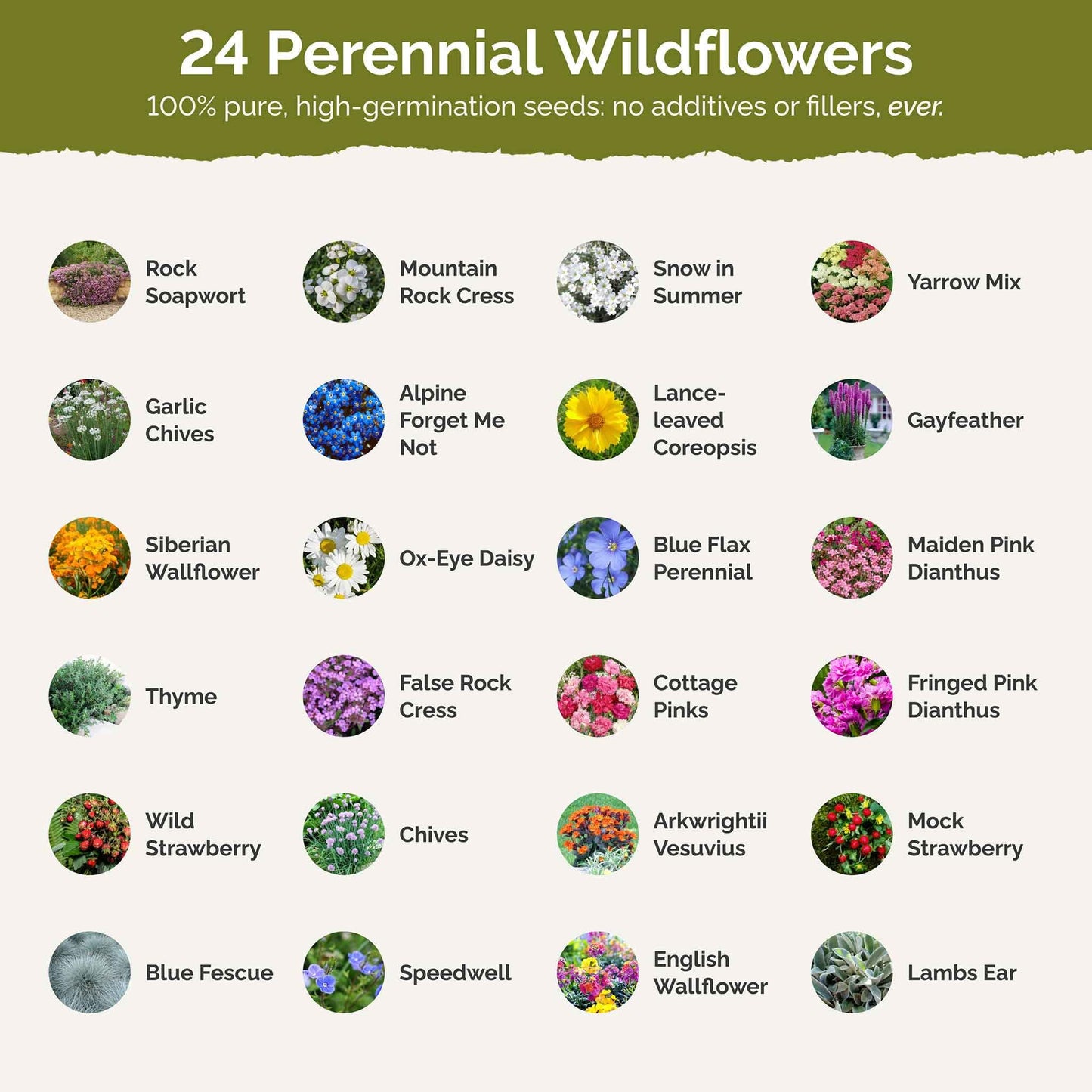 Eden Brothers All Perennial Wildflower Mixed Seeds for Planting, 1/4 lb, 120,000+ Seeds with Lupine, Shasta Daisy | Attracts Pollinators, Plant in Spring or Fall, Zones 3, 4, 5, 6, 7, 8, 9, 10