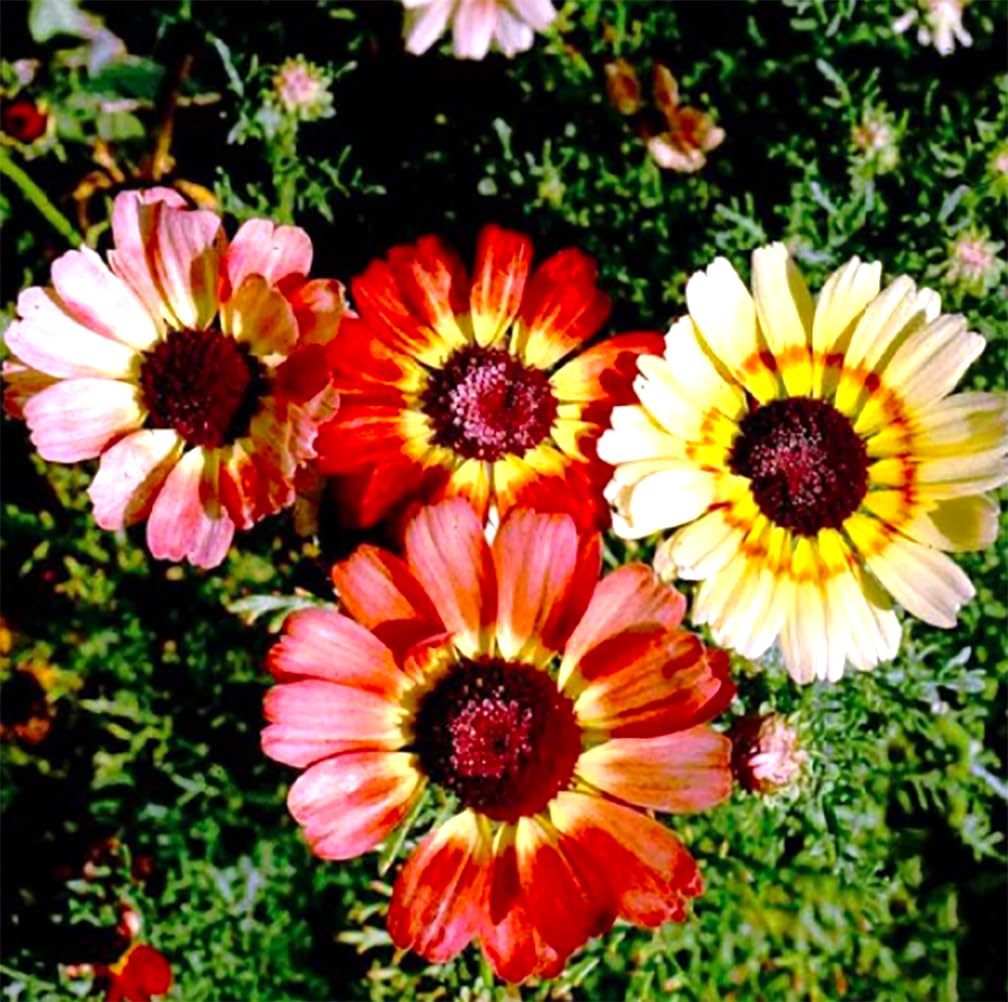 Fall Blooming Mix of Wildflowers