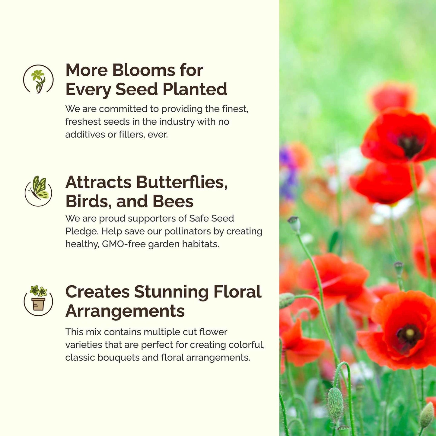 Eden Brothers All Perennial Wildflower Mixed Seeds for Planting, 1/4 lb, 120,000+ Seeds with Lupine, Shasta Daisy | Attracts Pollinators, Plant in Spring or Fall, Zones 3, 4, 5, 6, 7, 8, 9, 10