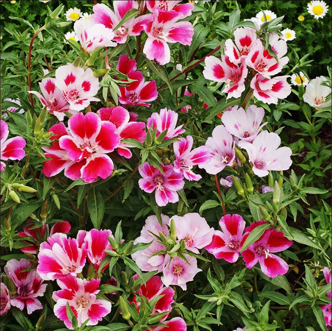 Fall Blooming Mix of Wildflowers