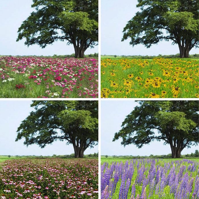 Eden Brothers All Perennial Wildflower Mixed Seeds for Planting, 1/4 lb, 120,000+ Seeds with Lupine, Shasta Daisy | Attracts Pollinators, Plant in Spring or Fall, Zones 3, 4, 5, 6, 7, 8, 9, 10
