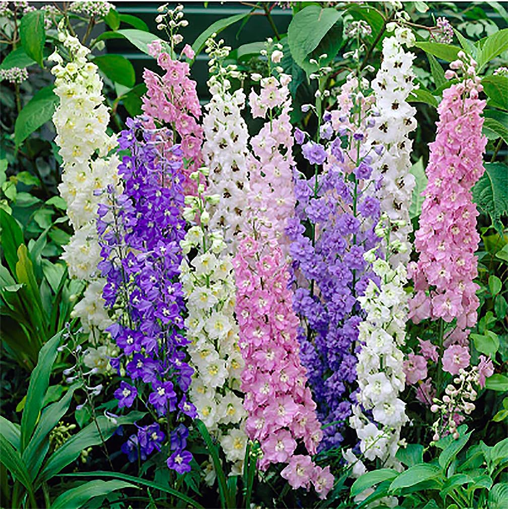 Fall Blooming Mix of Wildflowers