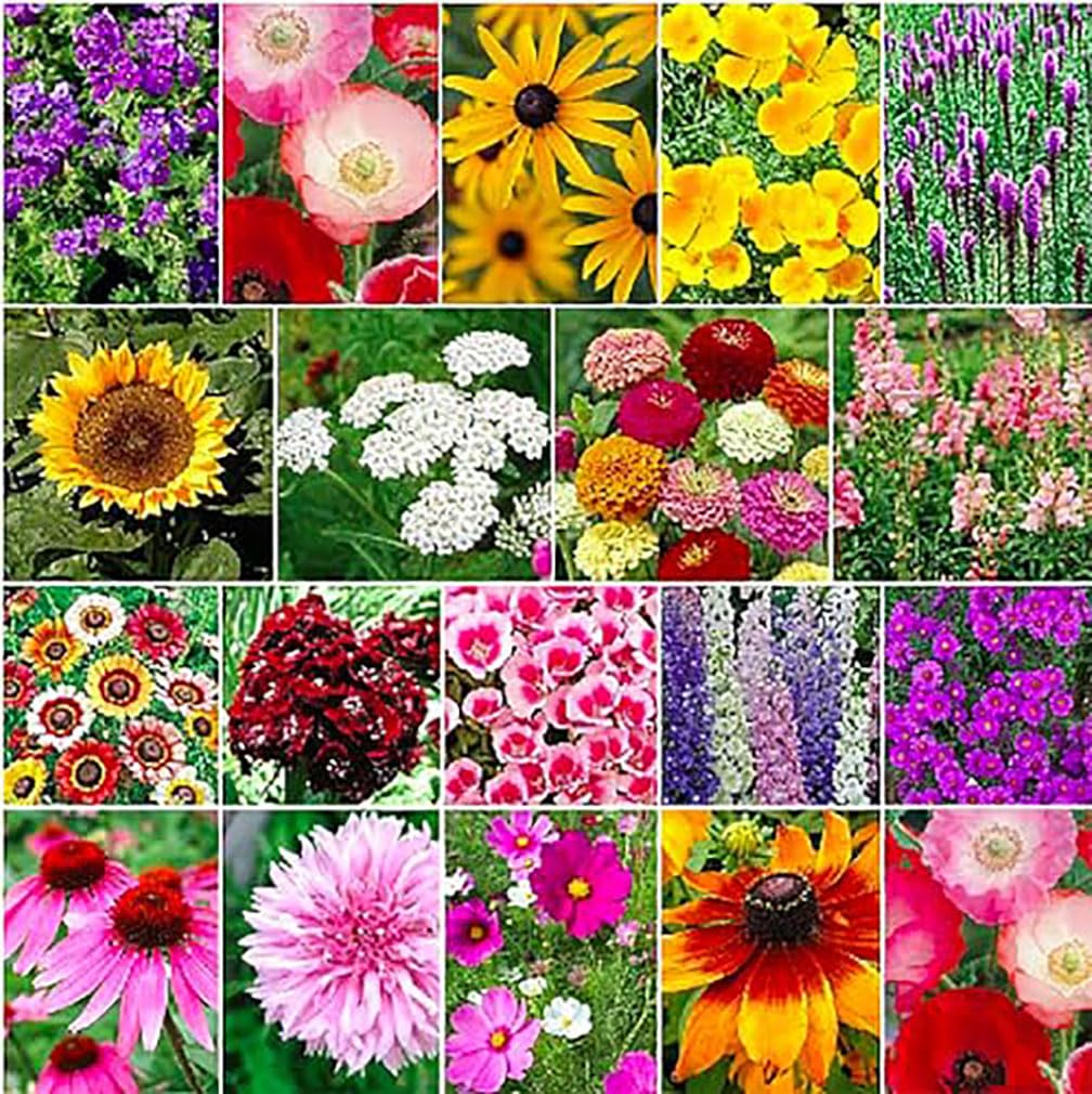 Fall Blooming Mix of Wildflowers