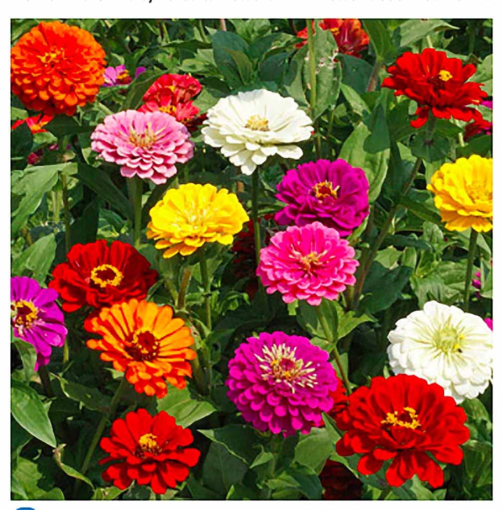 Fall Blooming Mix of Wildflowers