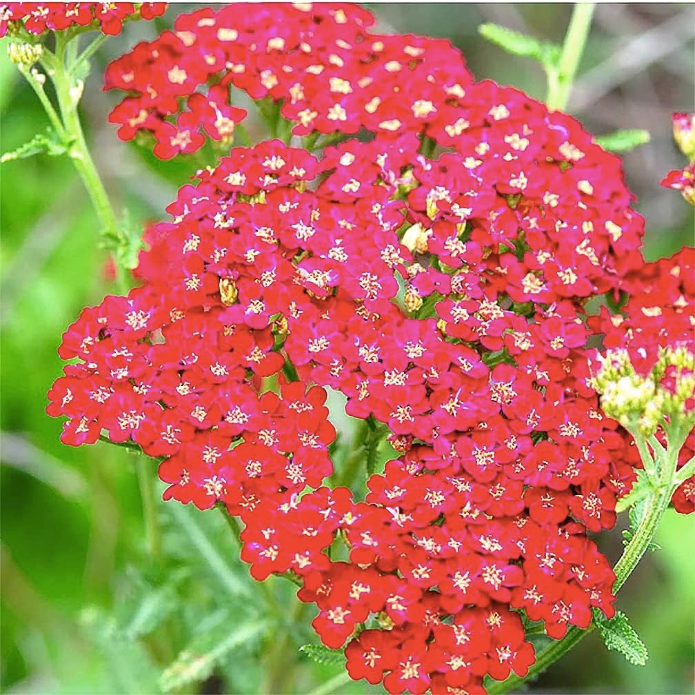 Low Rainfall, Dry Area Wildflower Seed Mix - 13 Varieties of Annuals and Perennials