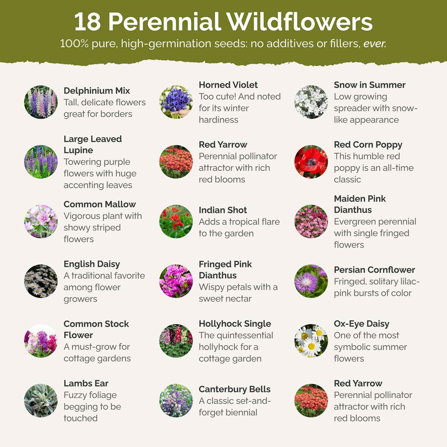 Eden Brothers All Perennial Wildflower Mixed Seeds for Planting, 1/4 lb, 120,000+ Seeds with Lupine, Shasta Daisy | Attracts Pollinators, Plant in Spring or Fall, Zones 3, 4, 5, 6, 7, 8, 9, 10