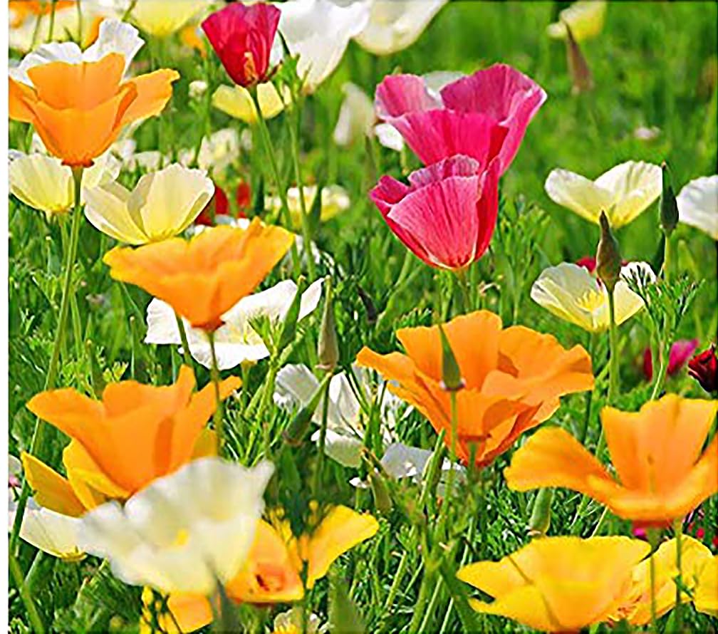 Fall Blooming Mix of Wildflowers