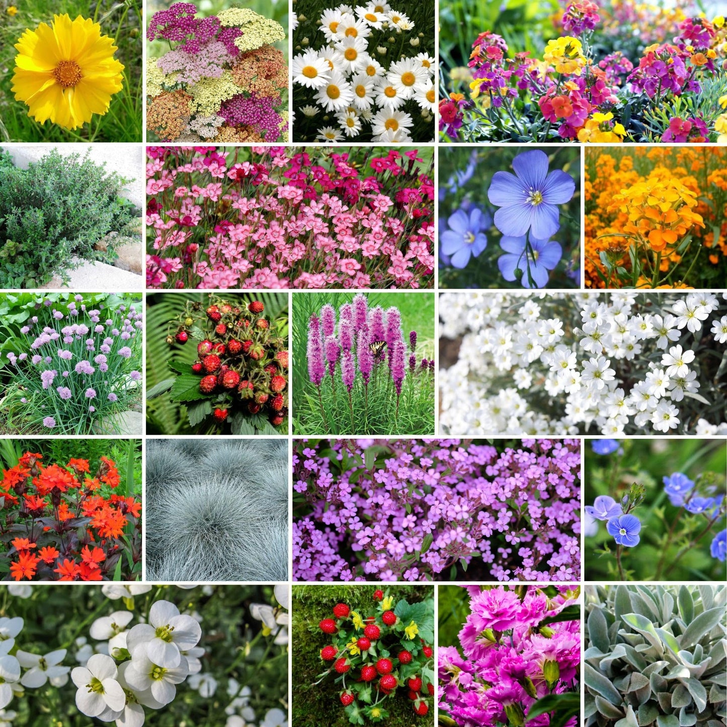 Eden Brothers All Perennial Wildflower Mixed Seeds for Planting, 1/4 lb, 120,000+ Seeds with Lupine, Shasta Daisy | Attracts Pollinators, Plant in Spring or Fall, Zones 3, 4, 5, 6, 7, 8, 9, 10