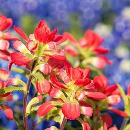 David's Garden Seeds Flower Native Texas Paintbrush 100 Non-GMO, Heirloom Seeds