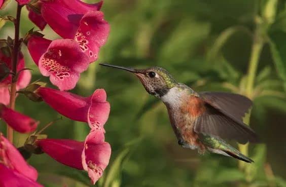 Sow in Fall! Wildflower Seed Mix,Mixed Wildflower Seeds Attract Bees,Attract Butterflies,Attracts Pollinators, for Home Garden&Container Garden(Wildflower Seeds-Hummingbird and Butterfly Mix,5g)