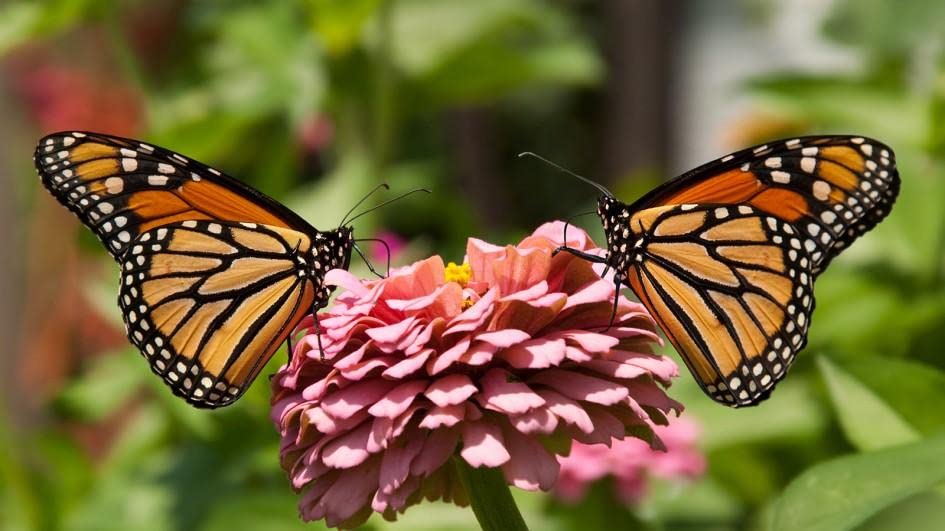 Sow in Fall! Wildflower Seed Mix,Mixed Wildflower Seeds Attract Bees,Attract Butterflies,Attracts Pollinators, for Home Garden&Container Garden(Wildflower Seeds-Hummingbird and Butterfly Mix,5g)