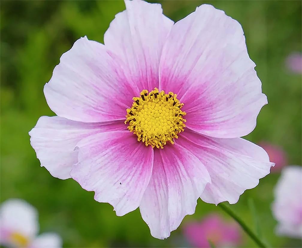 Low Rainfall, Dry Area Wildflower Seed Mix - 13 Varieties of Annuals and Perennials