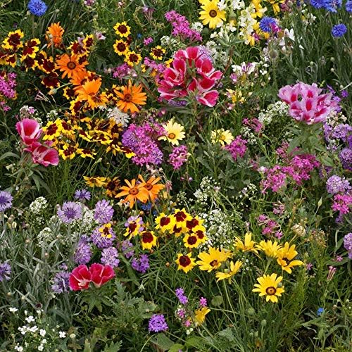 Outsidepride Low Growing Wildflower Seeds - 1/4 lb Dwarf, & Short, Diverse Perennial & Annual Wild Flower Seed Mix with Long Bloom Season for Colorful Display That Thrives on All States