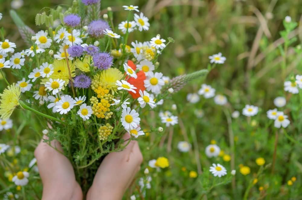 Perennial Wildflower Mix, 600+ Flower Seeds Per Packet, (Isla's Garden Seeds), Blend of 17 Various Perennial Wildflowers, Non GMO & Heirloom Seeds