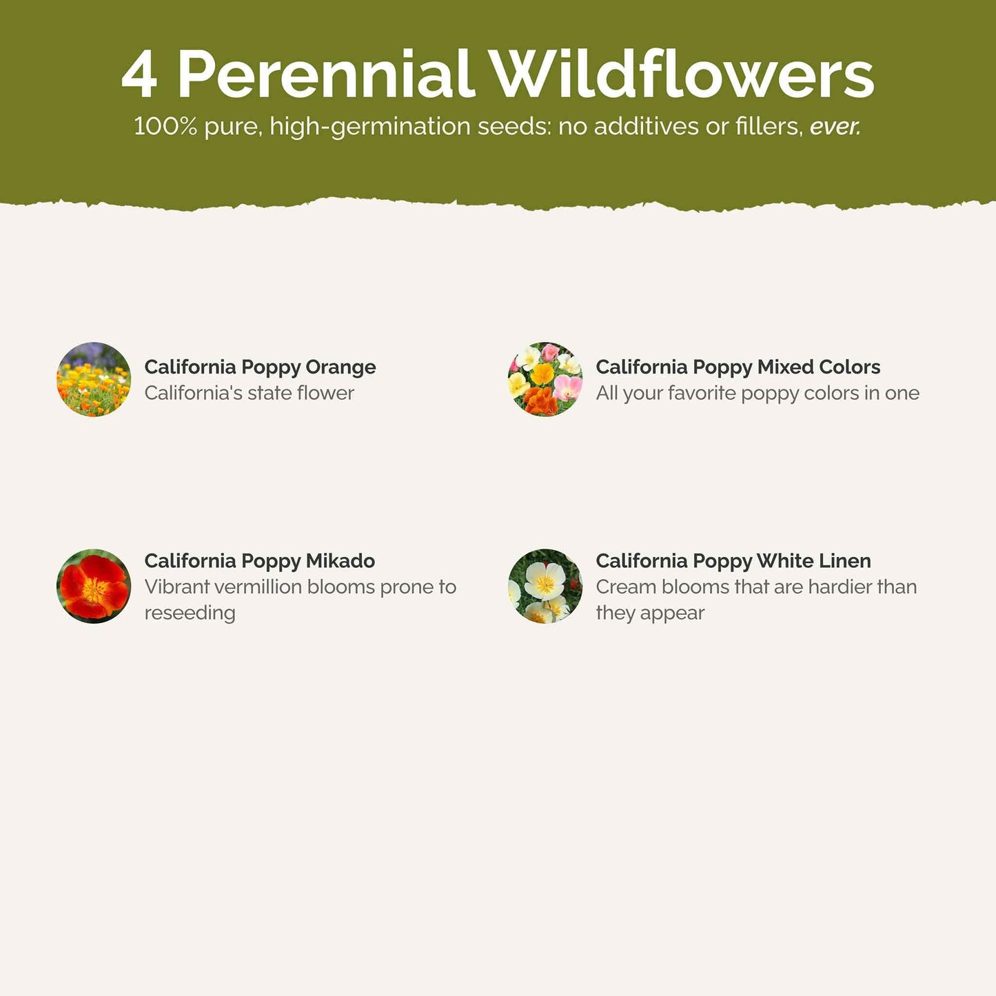 Eden Brothers All Perennial Wildflower Mixed Seeds for Planting, 1/4 lb, 120,000+ Seeds with Lupine, Shasta Daisy | Attracts Pollinators, Plant in Spring or Fall, Zones 3, 4, 5, 6, 7, 8, 9, 10
