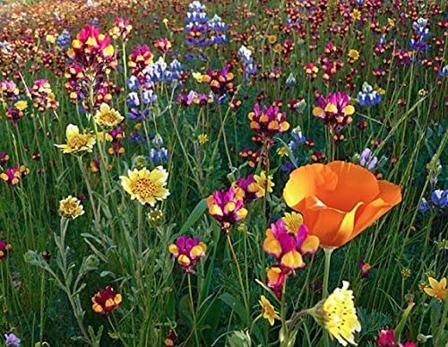 Perennial Wildflower Mix, 600+ Flower Seeds Per Packet, (Isla's Garden Seeds), Blend of 17 Various Perennial Wildflowers, Non GMO & Heirloom Seeds
