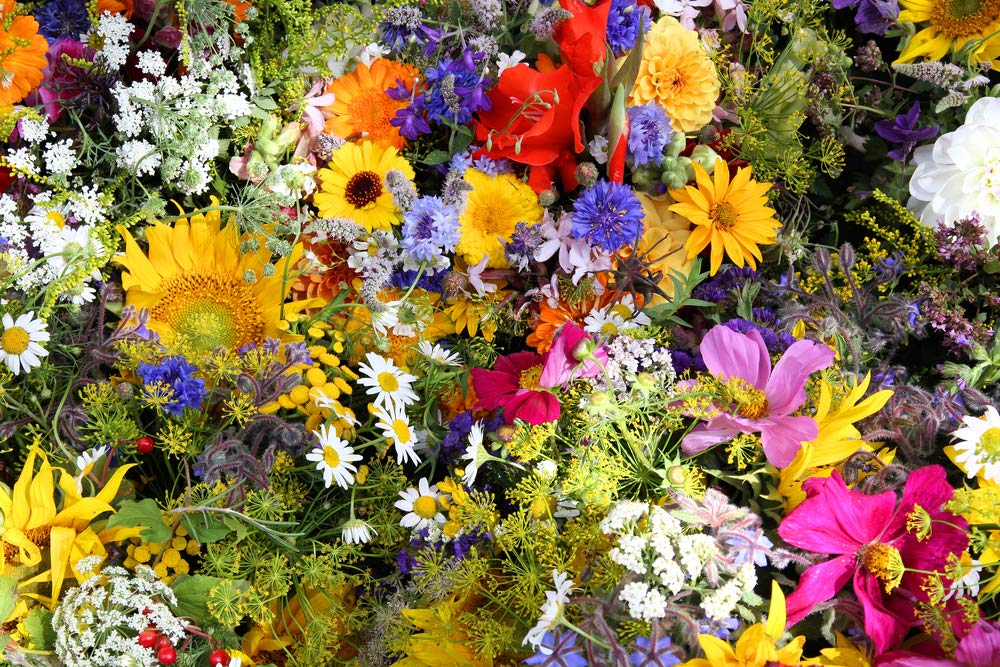 Birds, Bees, and Butterflies Mix Flower Seeds, 500+ Seeds Per Packet, Variety of Wildflowers! (Isla's Garden Seeds), Non GMO & Heirloom Seeds, Great Flower Mix for Home Garden Landscape