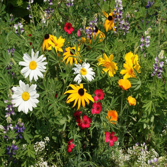 Outsidepride Northwest Wild Flower Seed Mix - 1/4 lb Premium Blend of Annual & Perennial Wildflower Seeds for Northwestern States - Ideal for Attracting Pollinators, Perfect for Garden Displays