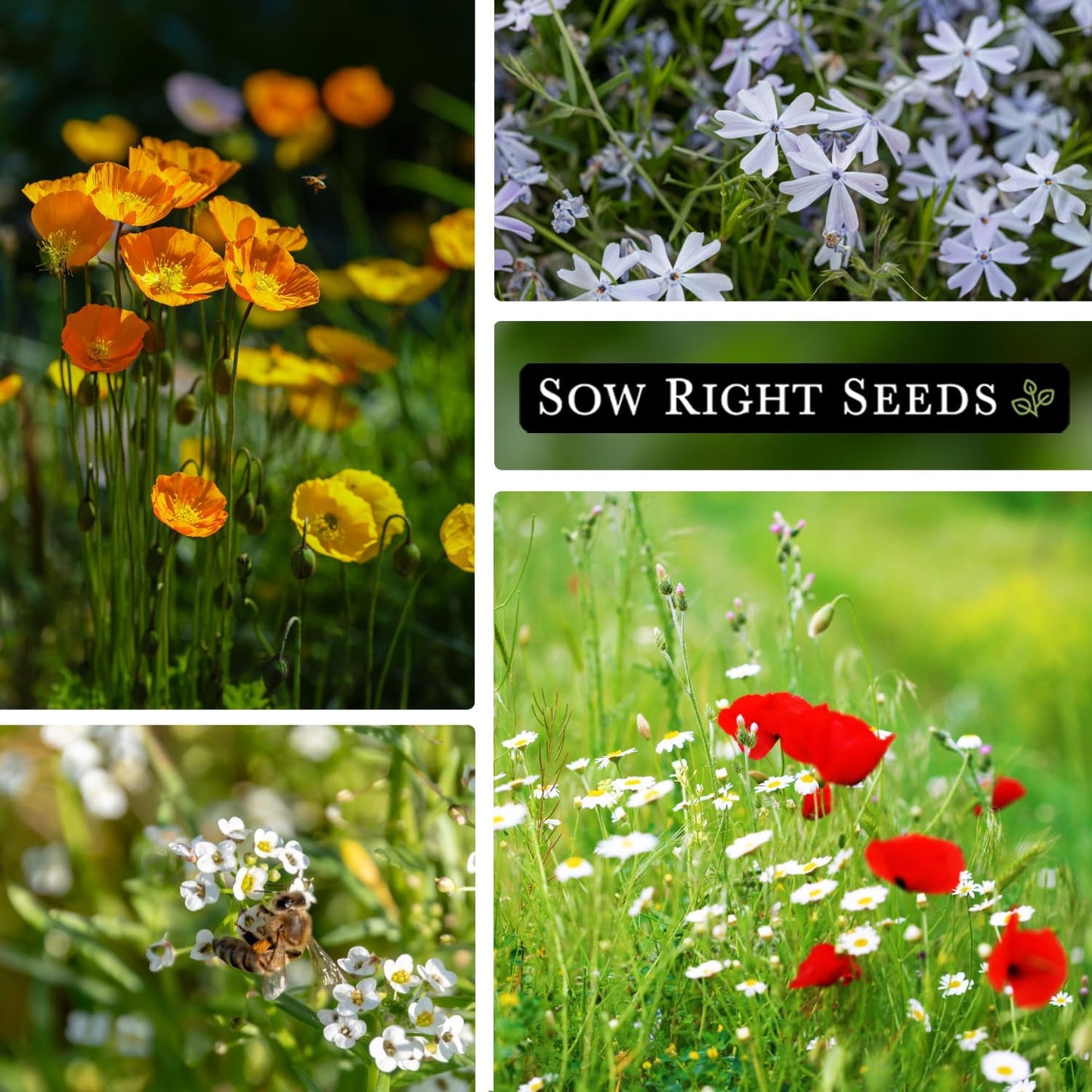 Sow Right Seeds - Wildflowers Seeds Mix for Planting in Northwest - Non-GMO Heirloom Varieties to Grow a Wild Flower Garden - Perennial and Annual Flowers to Attract Pollinators - Colorful Blooms (1)