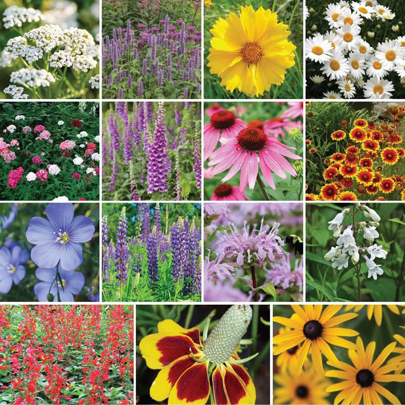 Eden Brothers All Perennial Wildflower Mixed Seeds for Planting, 1/4 lb, 120,000+ Seeds with Lupine, Shasta Daisy | Attracts Pollinators, Plant in Spring or Fall, Zones 3, 4, 5, 6, 7, 8, 9, 10