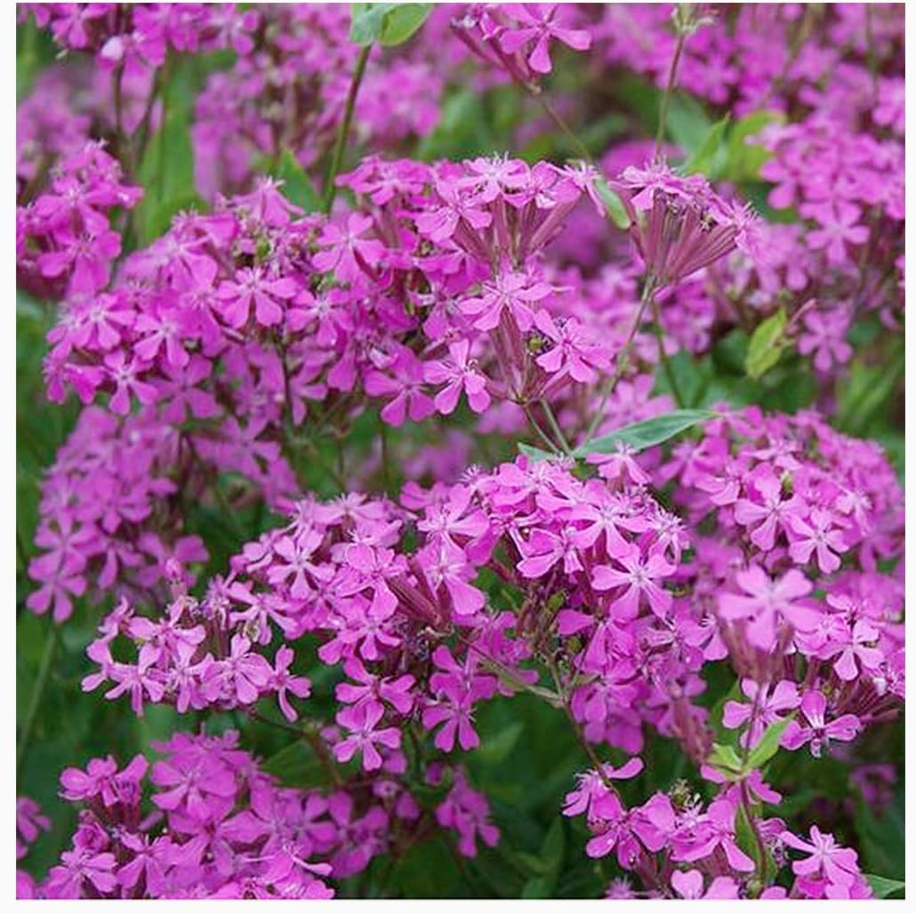 Low Rainfall, Dry Area Wildflower Seed Mix - 13 Varieties of Annuals and Perennials