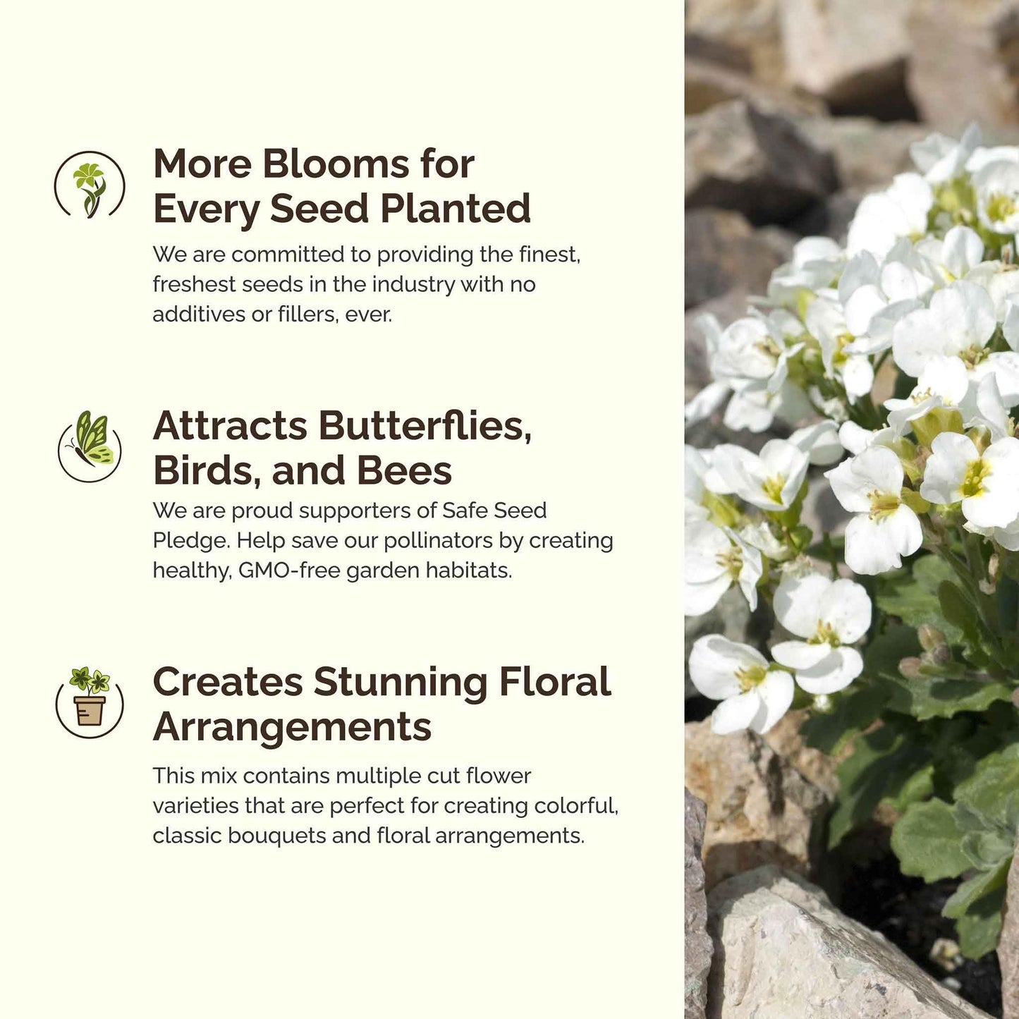 Eden Brothers All Perennial Wildflower Mixed Seeds for Planting, 1/4 lb, 120,000+ Seeds with Lupine, Shasta Daisy | Attracts Pollinators, Plant in Spring or Fall, Zones 3, 4, 5, 6, 7, 8, 9, 10