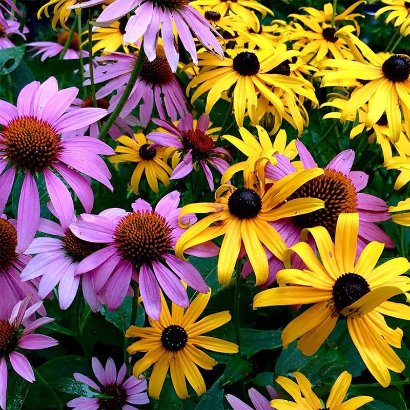 Eden Brothers All Perennial Wildflower Mixed Seeds for Planting, 1/4 lb, 120,000+ Seeds with Lupine, Shasta Daisy | Attracts Pollinators, Plant in Spring or Fall, Zones 3, 4, 5, 6, 7, 8, 9, 10