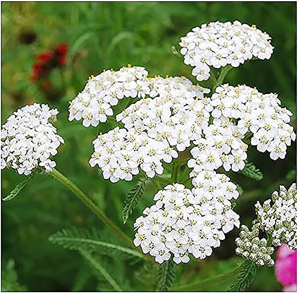 Low Rainfall, Dry Area Wildflower Seed Mix - 13 Varieties of Annuals and Perennials