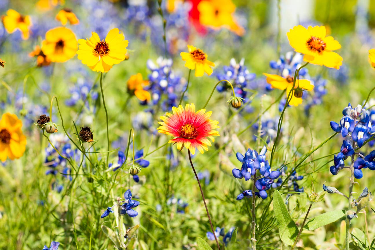 Drought Tolerant WildFlower Seeds Kit - Open-Pollinated Bulk Wild Flower Seed Mix for Beautiful Perennial, Annual Garden Flowers - No Fillers - Covers 10 sq ft.