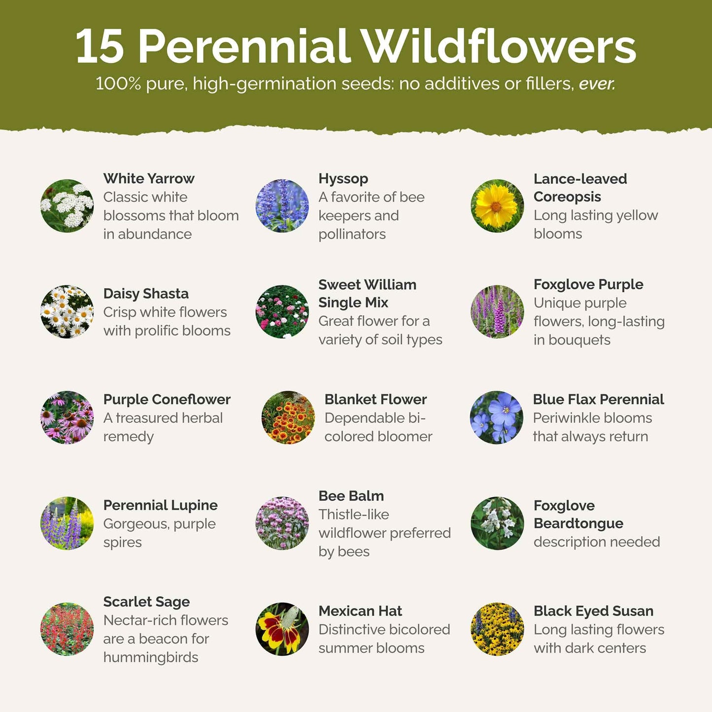 Eden Brothers All Perennial Wildflower Mixed Seeds for Planting, 1/4 lb, 120,000+ Seeds with Lupine, Shasta Daisy | Attracts Pollinators, Plant in Spring or Fall, Zones 3, 4, 5, 6, 7, 8, 9, 10