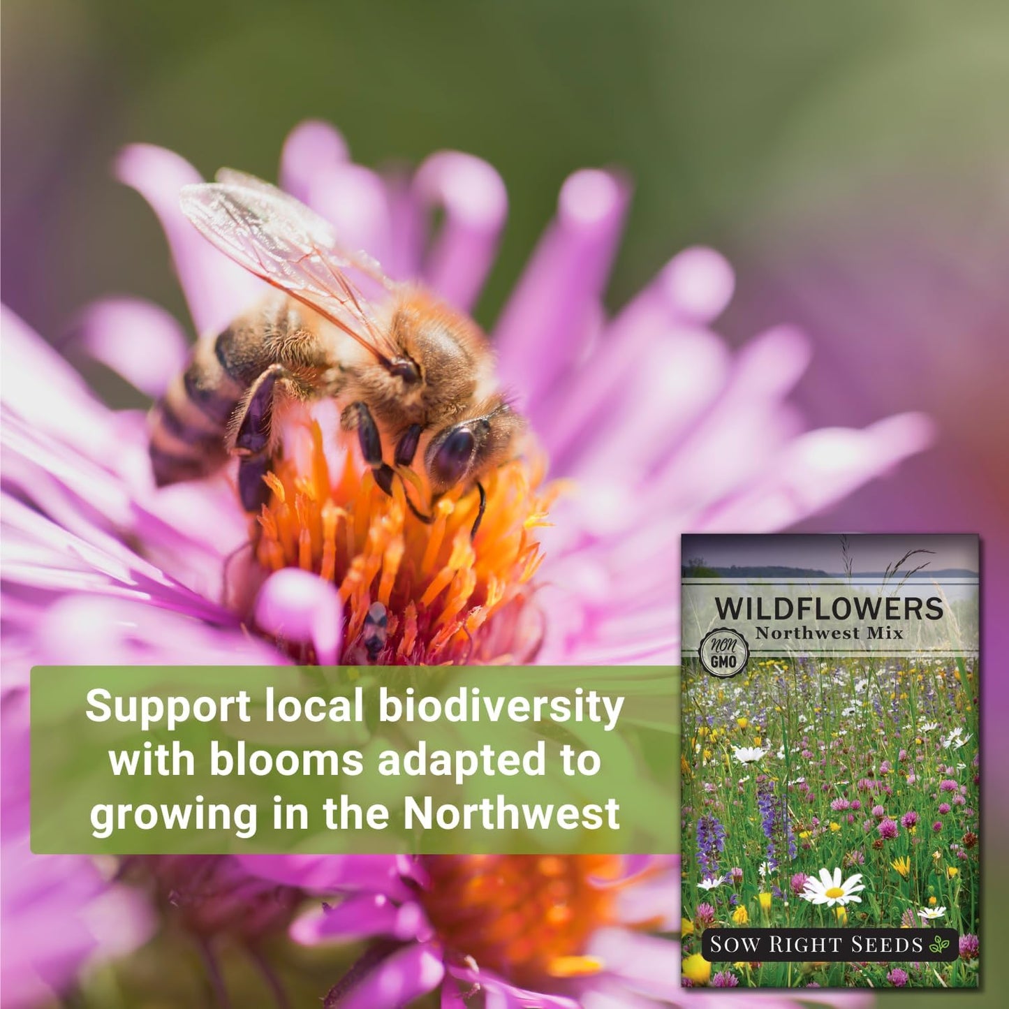 Sow Right Seeds - Wildflowers Seeds Mix for Planting in Northwest - Non-GMO Heirloom Varieties to Grow a Wild Flower Garden - Perennial and Annual Flowers to Attract Pollinators - Colorful Blooms (1)