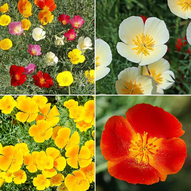Eden Brothers All Perennial Wildflower Mixed Seeds for Planting, 1/4 lb, 120,000+ Seeds with Lupine, Shasta Daisy | Attracts Pollinators, Plant in Spring or Fall, Zones 3, 4, 5, 6, 7, 8, 9, 10