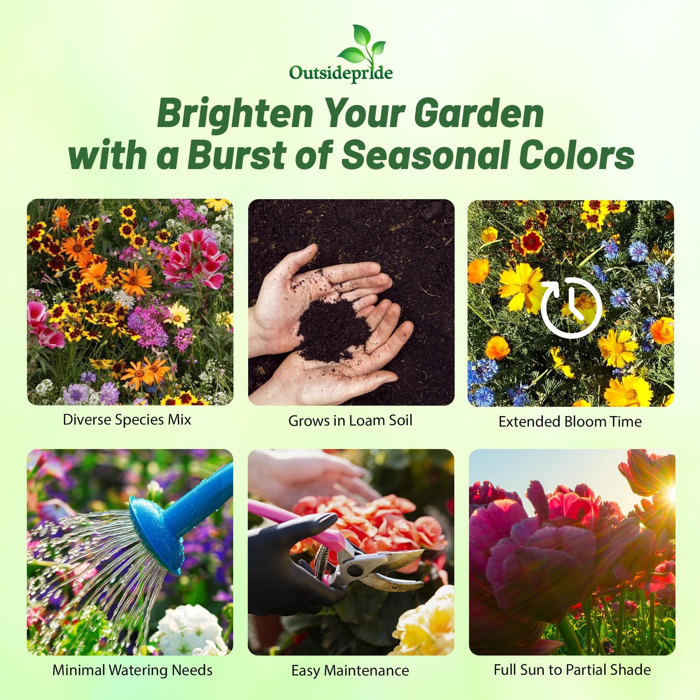 Outsidepride Low Growing Wildflower Seeds - 1/4 lb Dwarf, & Short, Diverse Perennial & Annual Wild Flower Seed Mix with Long Bloom Season for Colorful Display That Thrives on All States