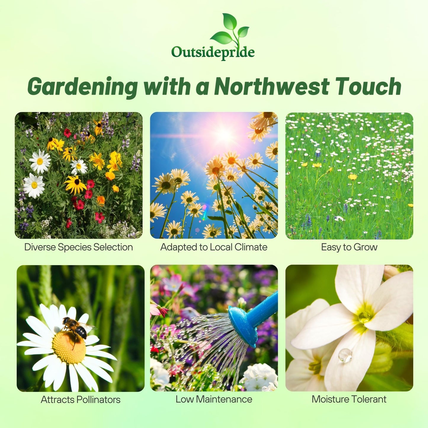 Outsidepride Northwest Wild Flower Seed Mix - 1/4 lb Premium Blend of Annual & Perennial Wildflower Seeds for Northwestern States - Ideal for Attracting Pollinators, Perfect for Garden Displays
