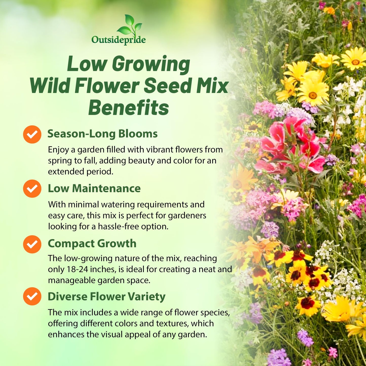 Outsidepride Low Growing Wildflower Seeds - 1/4 lb Dwarf, & Short, Diverse Perennial & Annual Wild Flower Seed Mix with Long Bloom Season for Colorful Display That Thrives on All States