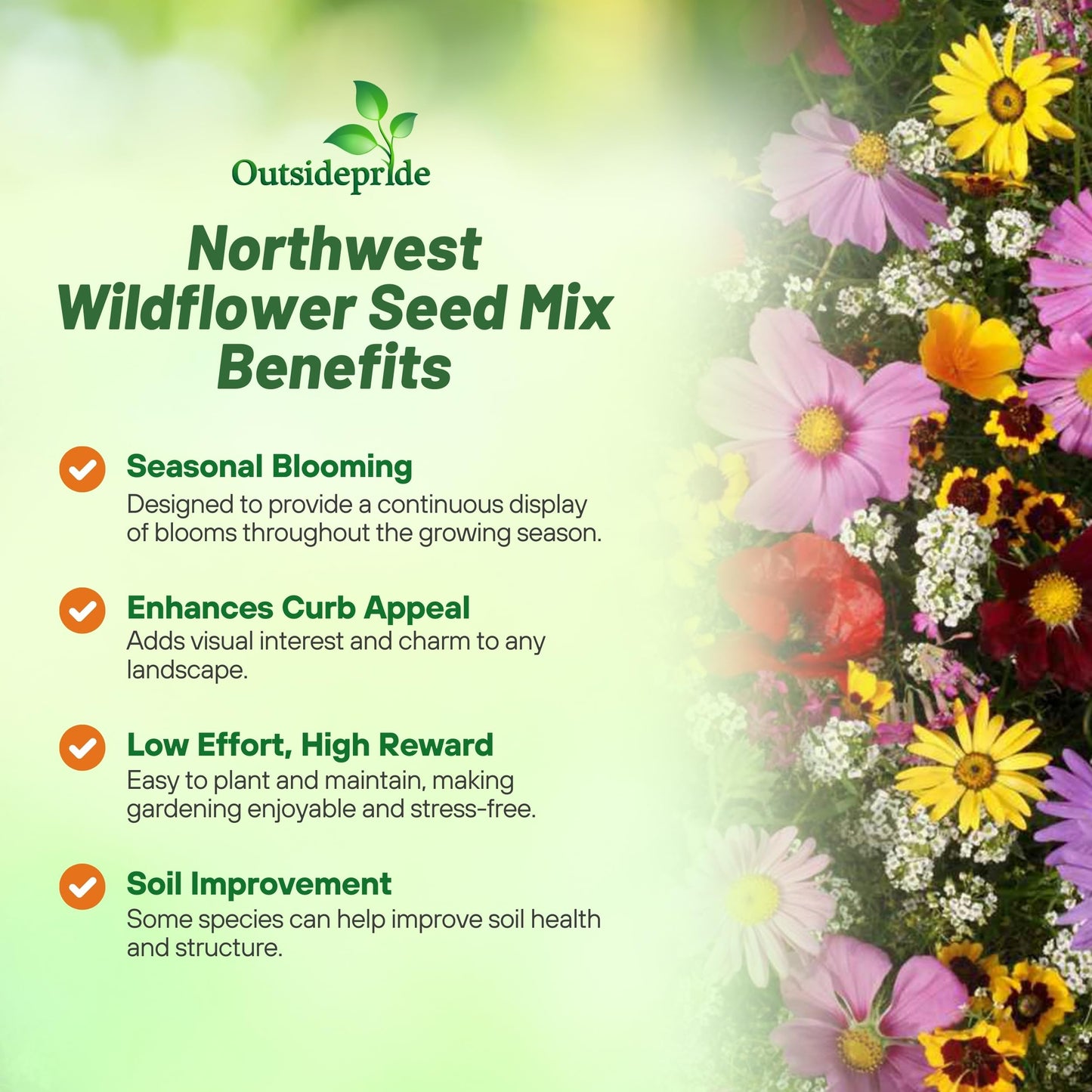 Outsidepride Northwest Wild Flower Seed Mix - 1/4 lb Premium Blend of Annual & Perennial Wildflower Seeds for Northwestern States - Ideal for Attracting Pollinators, Perfect for Garden Displays