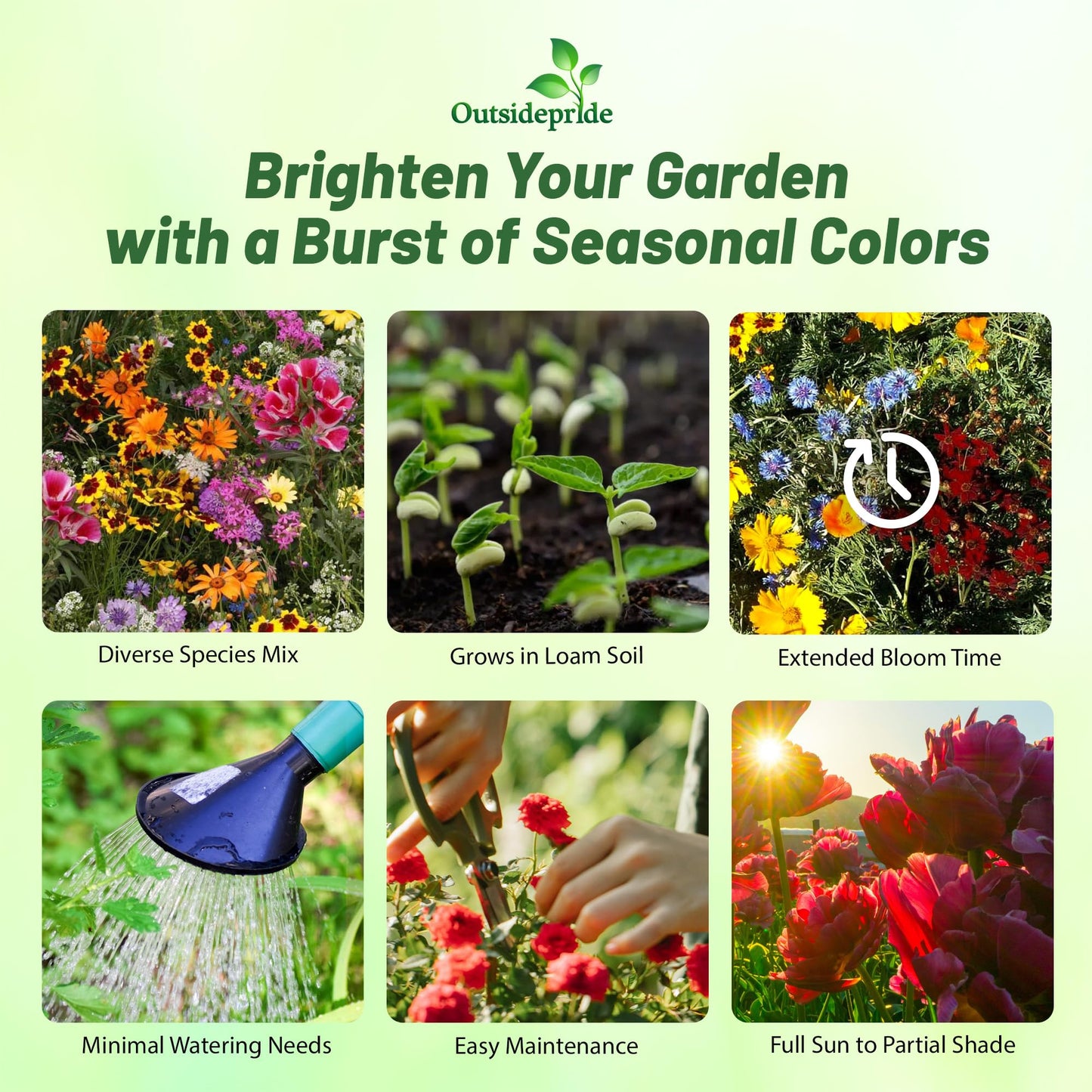 Outsidepride Low Growing Wildflower Seeds - 1/4 lb Dwarf, & Short, Diverse Perennial & Annual Wild Flower Seed Mix with Long Bloom Season for Colorful Display That Thrives on All States