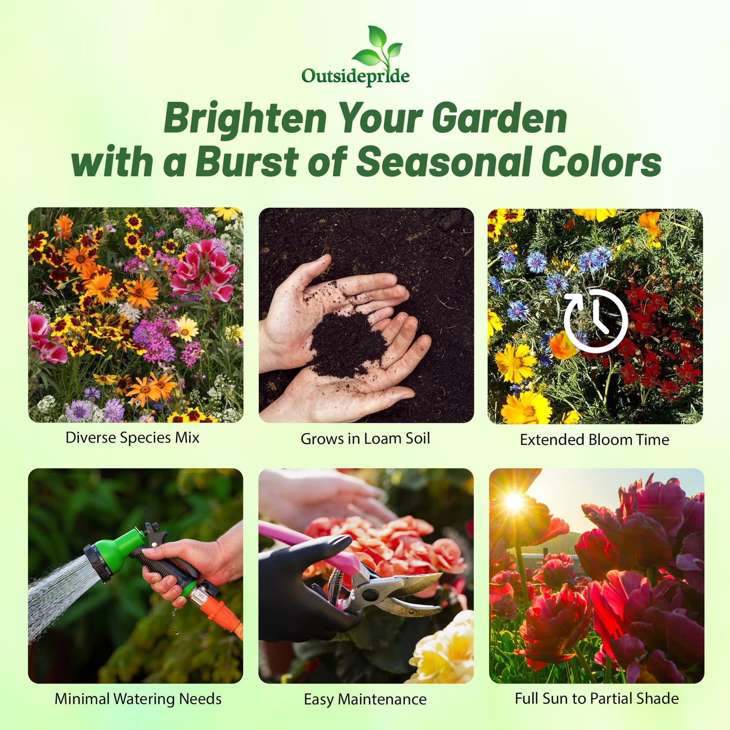 Outsidepride Low Growing Wildflower Seeds - 1/4 lb Dwarf, & Short, Diverse Perennial & Annual Wild Flower Seed Mix with Long Bloom Season for Colorful Display That Thrives on All States