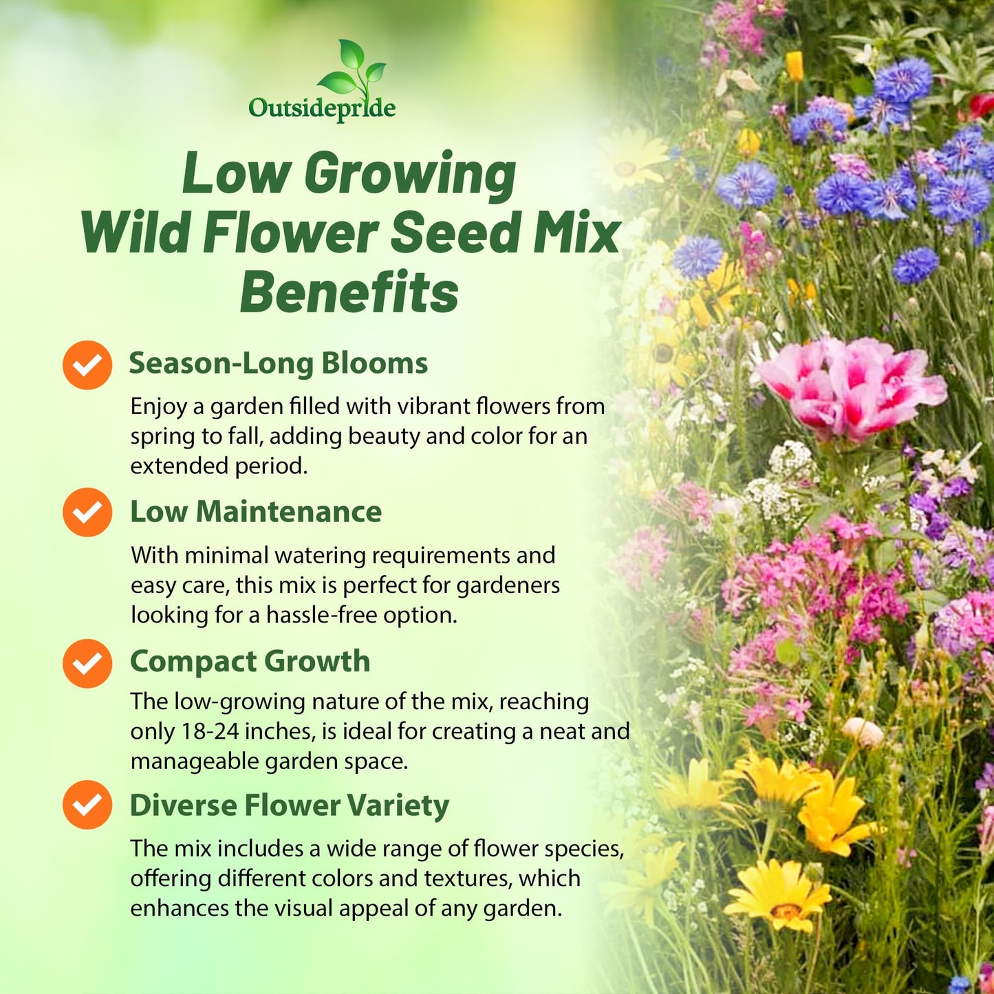Outsidepride Low Growing Wildflower Seeds - 1/4 lb Dwarf, & Short, Diverse Perennial & Annual Wild Flower Seed Mix with Long Bloom Season for Colorful Display That Thrives on All States