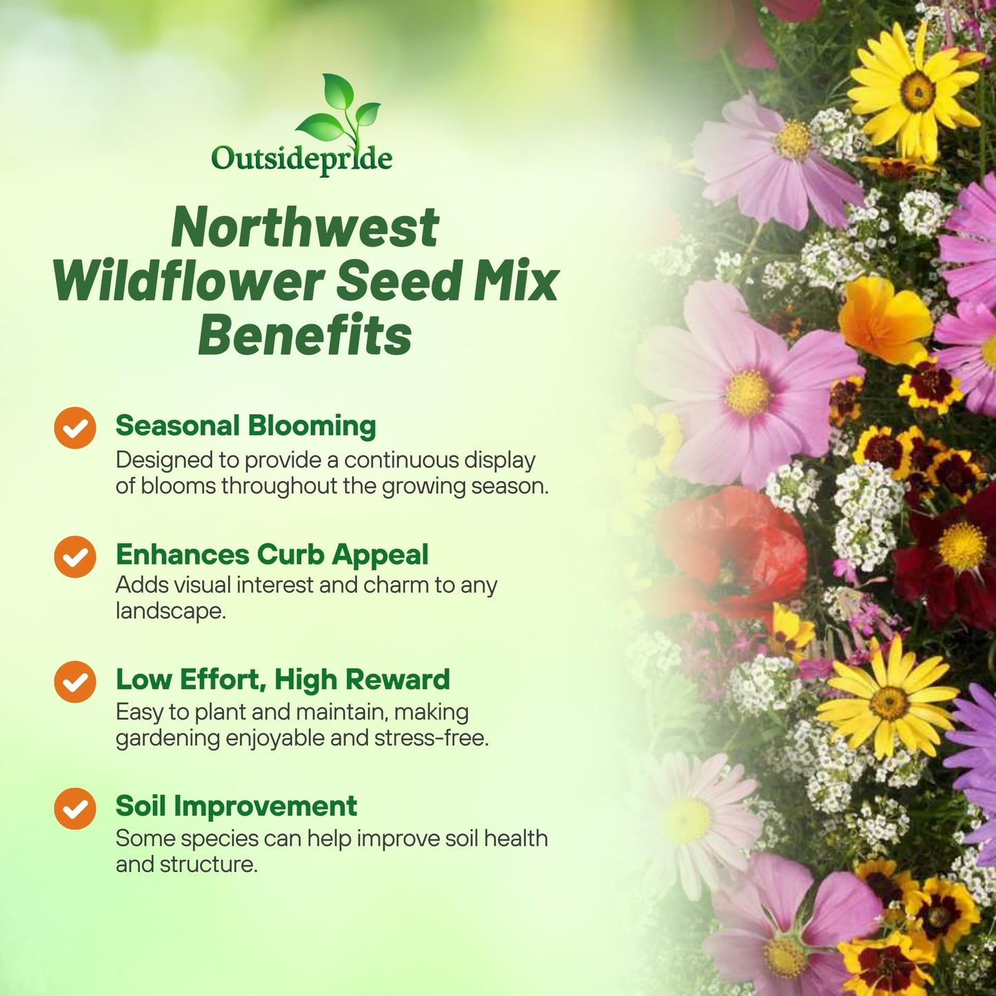 Outsidepride Northwest Wild Flower Seed Mix - 1/4 lb Premium Blend of Annual & Perennial Wildflower Seeds for Northwestern States - Ideal for Attracting Pollinators, Perfect for Garden Displays