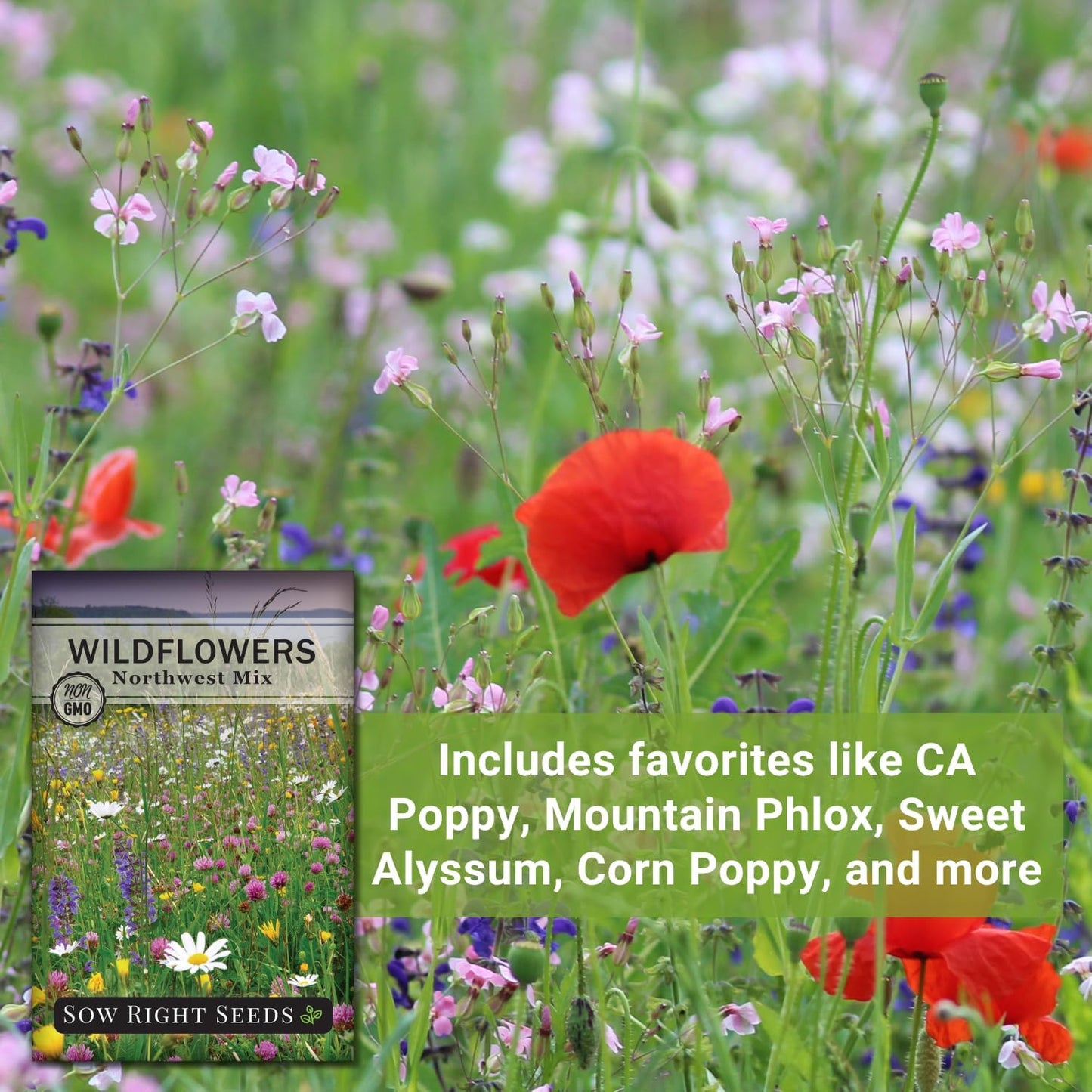 Sow Right Seeds - Wildflowers Seeds Mix for Planting in Northwest - Non-GMO Heirloom Varieties to Grow a Wild Flower Garden - Perennial and Annual Flowers to Attract Pollinators - Colorful Blooms (1)