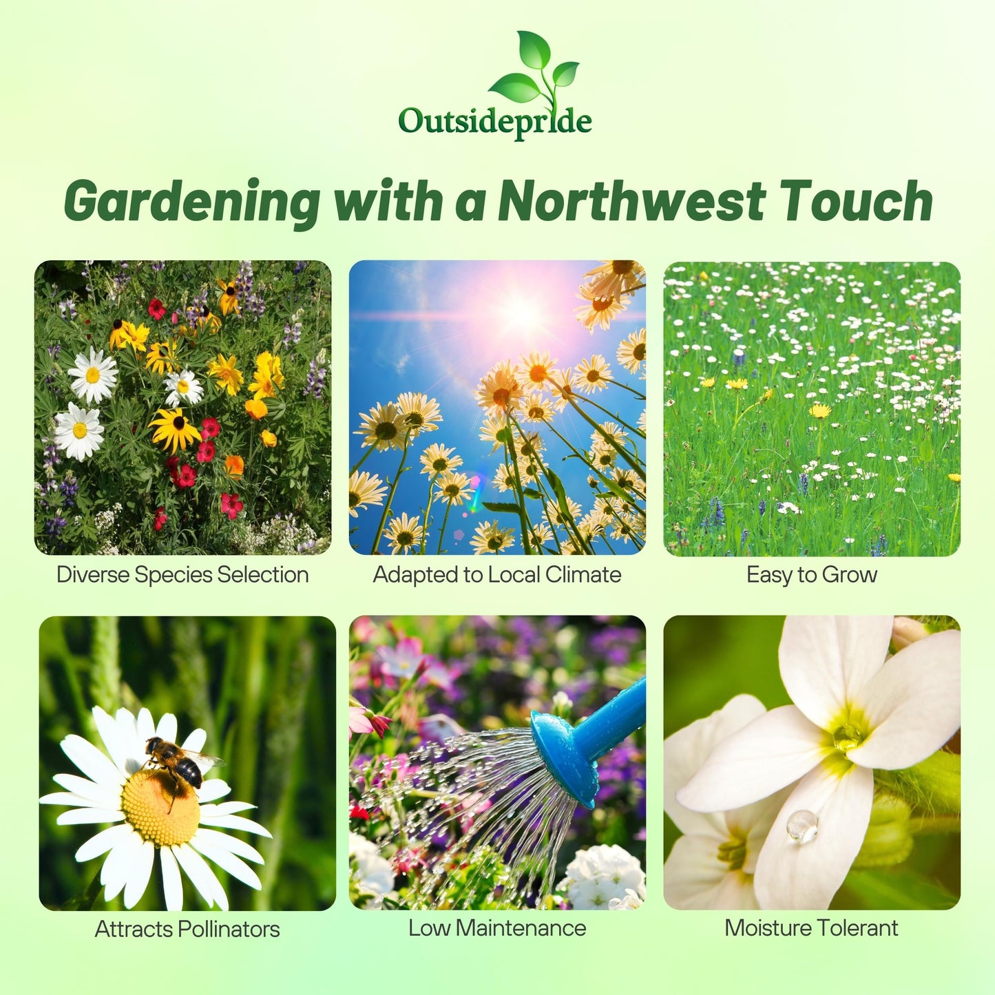 Outsidepride Northwest Wild Flower Seed Mix - 1/4 lb Premium Blend of Annual & Perennial Wildflower Seeds for Northwestern States - Ideal for Attracting Pollinators, Perfect for Garden Displays