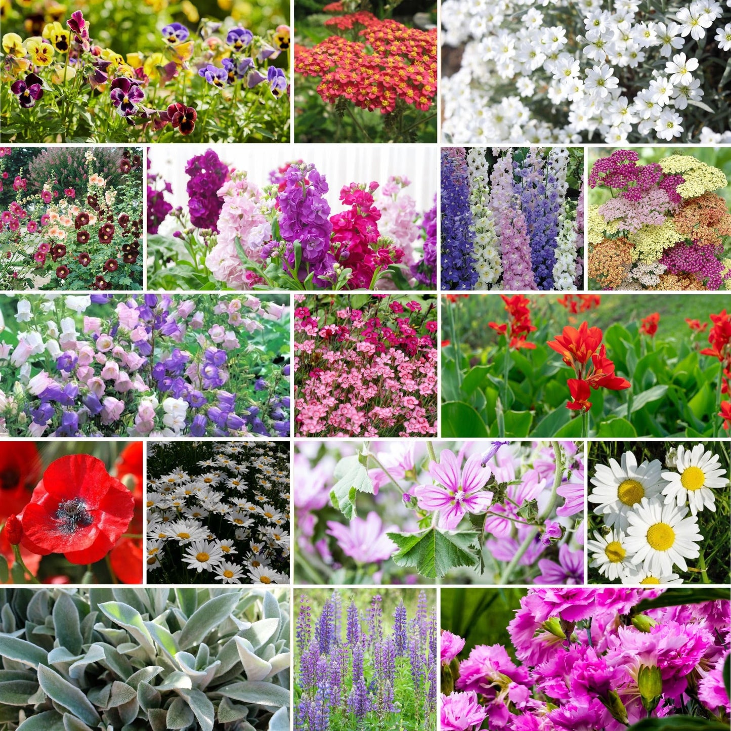 Eden Brothers All Perennial Wildflower Mixed Seeds for Planting, 1/4 lb, 120,000+ Seeds with Lupine, Shasta Daisy | Attracts Pollinators, Plant in Spring or Fall, Zones 3, 4, 5, 6, 7, 8, 9, 10